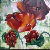 Der Mohn-50x50.jpg